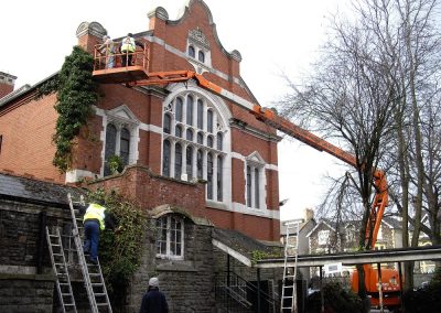 Ivy Removal